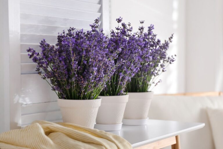 Bunga Lavender